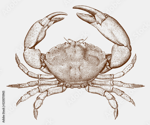 Male Florida stone crab menippe mercenaria from the North Atlantic Ocean photo