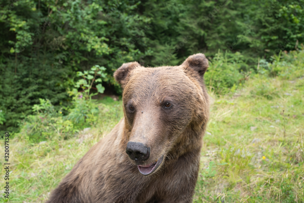 Fototapeta premium Portrait of a bear bear against the background of a wild forest.