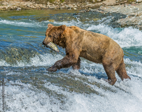 Wallpaper Mural Brown Bear at McNeil River in Alaska Torontodigital.ca
