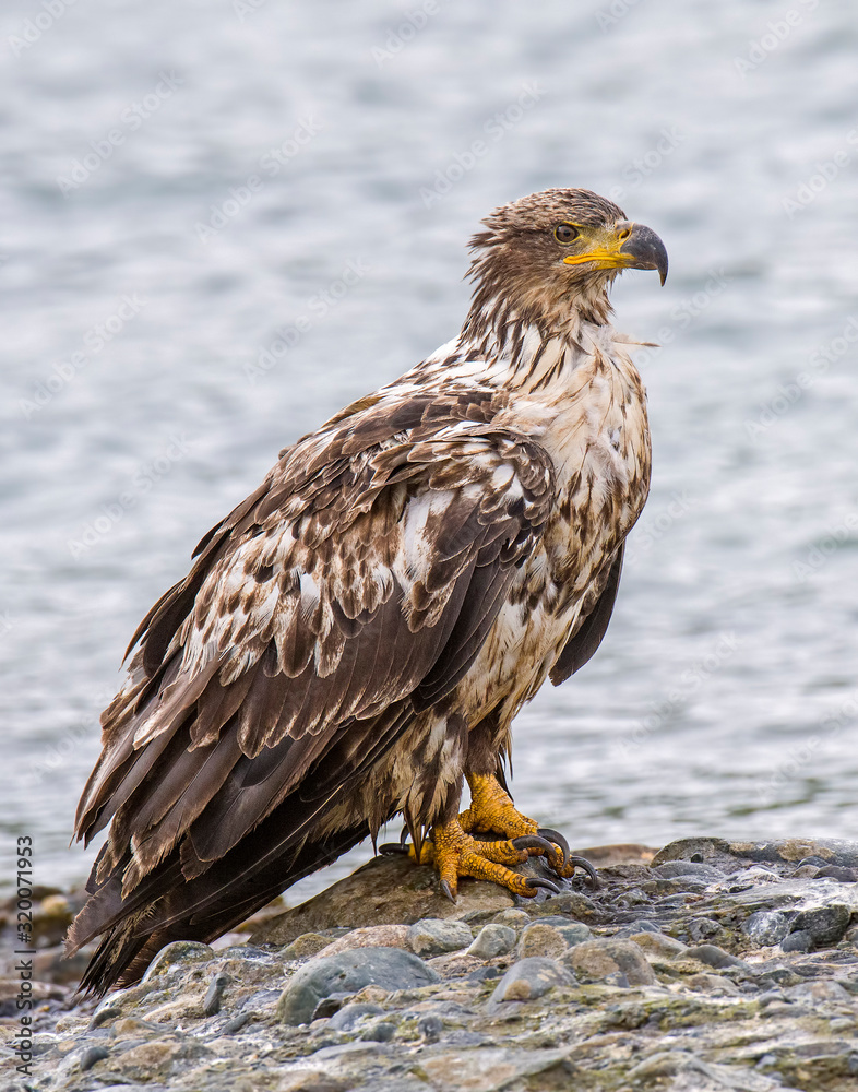 Fototapeta premium Immature Bald Eagle at McNeil River in Alaska