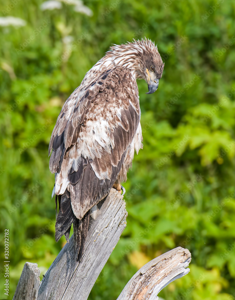 Fototapeta premium Immature Bald Eagle at McNeil River