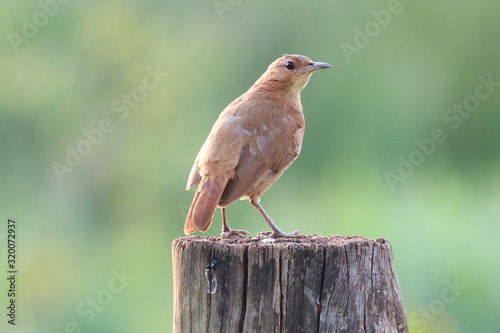 bird on branch