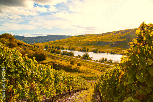 Weinlandschaft bei Cochem und Leiwen an der Mosel