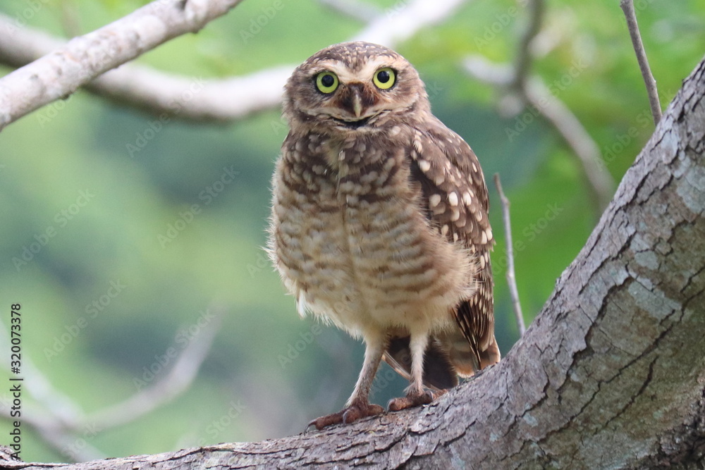 Naklejka premium owl perched on branch