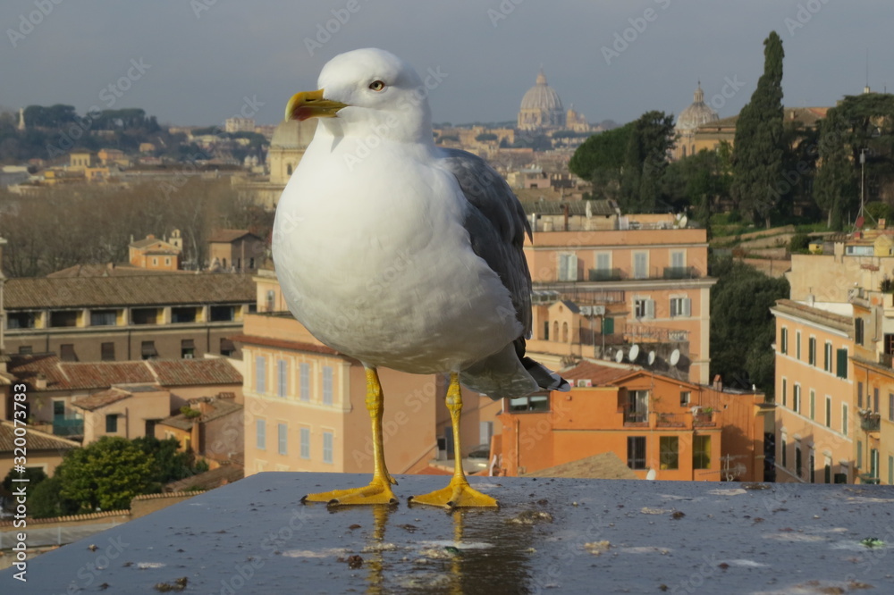 GAVIOTA GAVIOTA