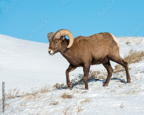 Bighorn Sheep in the Badlands during winter