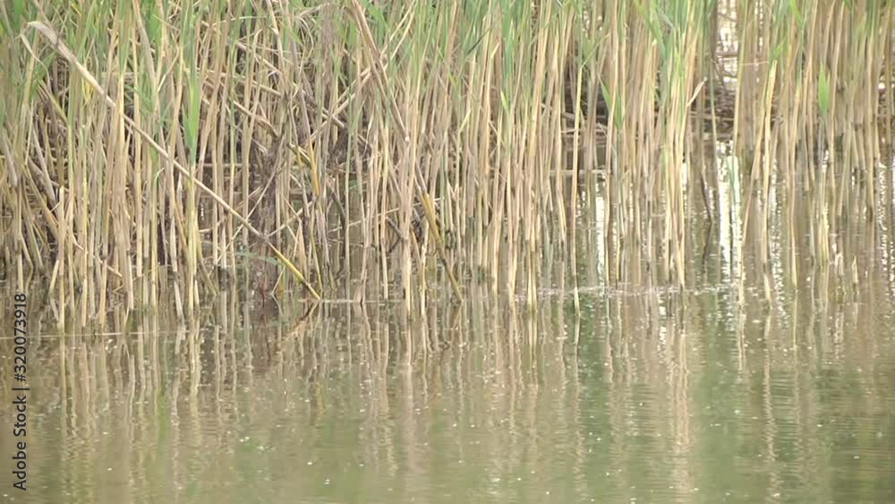 Common reeds (Phragmites australis) in Moremi. Reeds can form extensive stands, or reed beds, which may cover several square km.  Dry reeds above mirror water. Lake reflection in the water