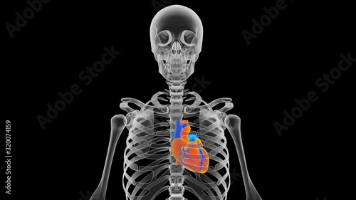 Human heart in skeleton visualization, MRI test, disease prediction, diagnosis