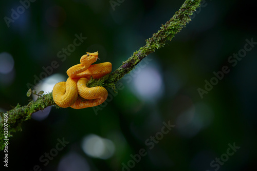 Eyelash pit viper, yellow morph with a dark background and copy space close to Sarapiqui in Costa Rica