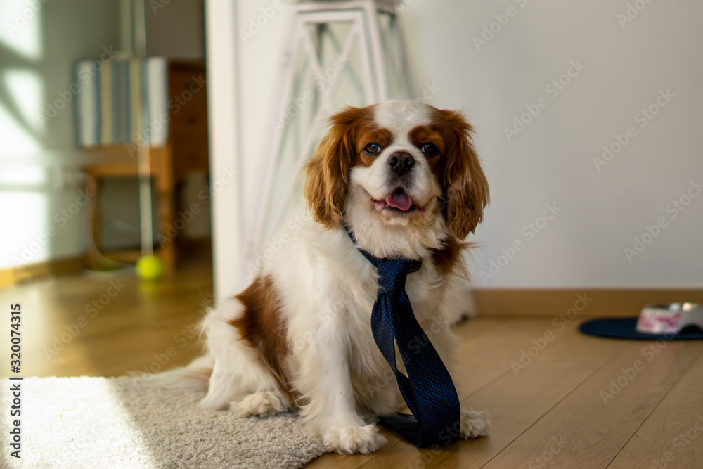 Office dog with blue tie, sitting down 