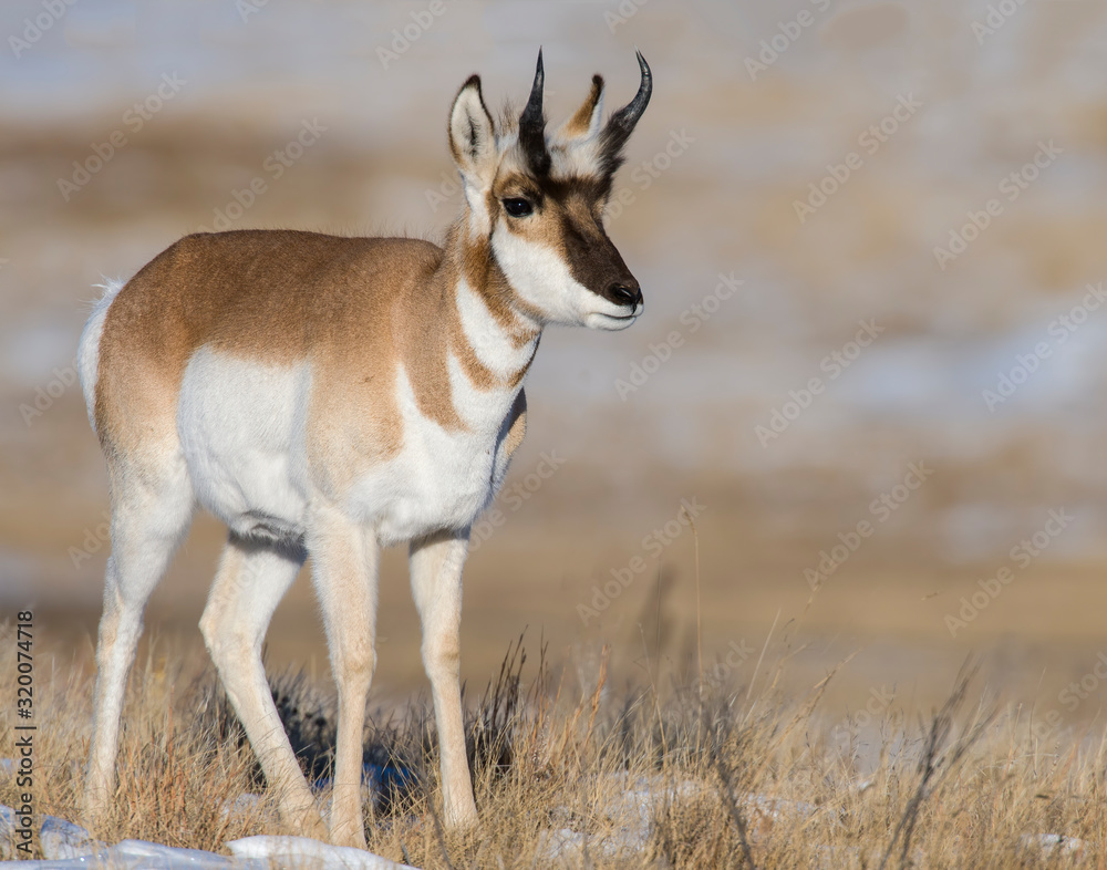 Obraz premium Pronghorn in the snow