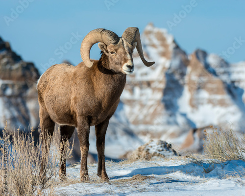 Bighorn Sheep in the Badlands
