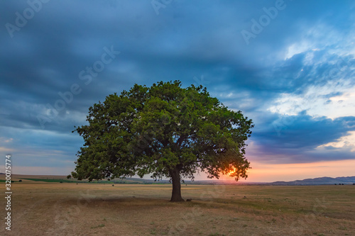 Beautiful landscape with a lonely oak tree in the sunset and dramatic clouds  Dobrogea  Romania