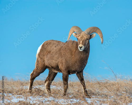 Bighorn Sheep in the Badlands