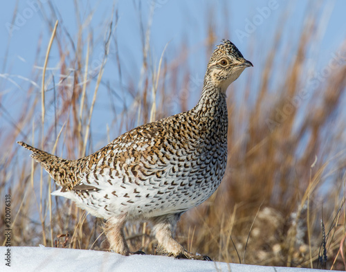 Canvas Print Sharp-tailed Grouse in the snow