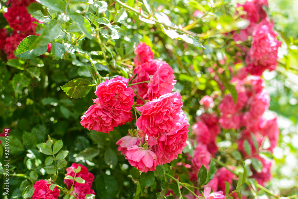 Blooming pink roses in the garden, Moscow Oblast, Russia Blooming pink roses in the garden, Moscow Oblast, Russia