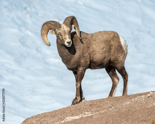 Bighorn Sheep in the Badlands