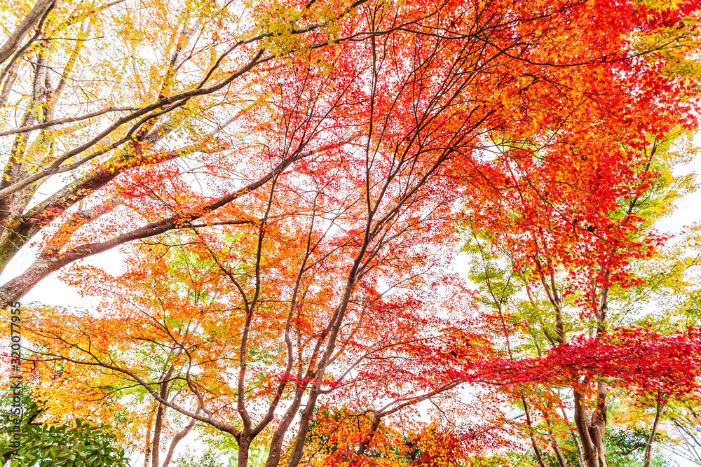 Colourful koyo (red leaf) in Tenryuji Temple, Kyoto Colourful koyo (red leaf) in Tenryuji Temple, Kyoto