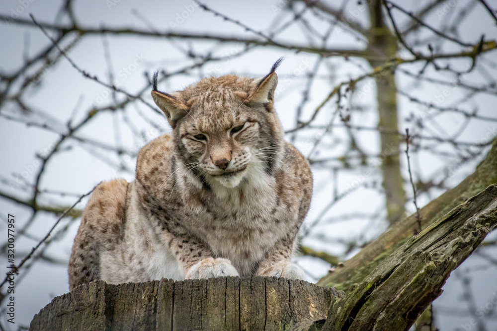 portrait of a lynx, Lynx lynx, sitting on a tree trunk in a zoo portrait of a lynx, Lynx lynx, sitting on a tree trunk in a zoo