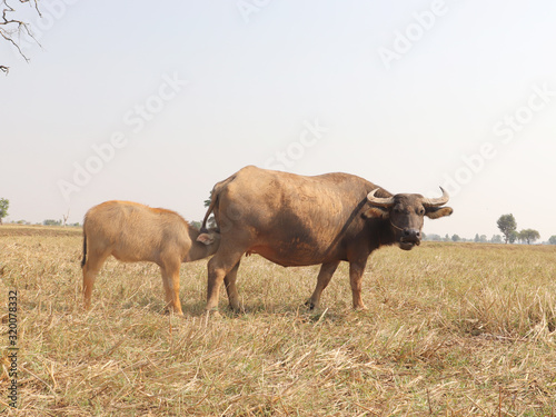 Fototapeta Naklejka Na Ścianę i Meble -  A Thai young buffalo is eating her mother's milk in a rice field.
