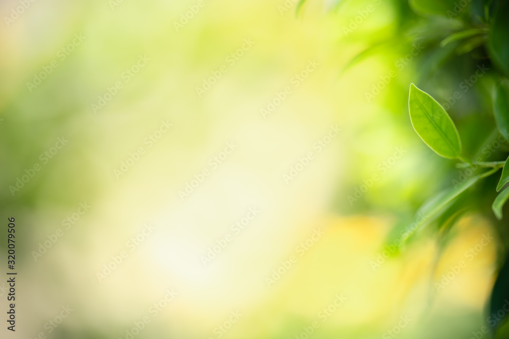 Nature of green leaf in garden at summer. Natural green leaves plants using as spring background cover page greenery environment ecology wallpaper Nature of green leaf in garden at summer. Natural green leaves plants using as spring background cover page greenery environment ecology wallpaper