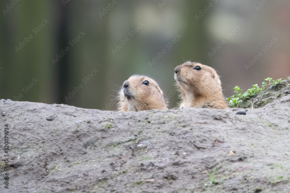 portrait of a cute prairie dog, genus Cynomys, in a zoo portrait of a cute prairie dog, genus Cynomys, in a zoo