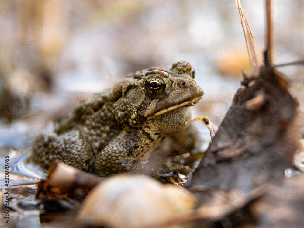 Obraz premium frog on leaf