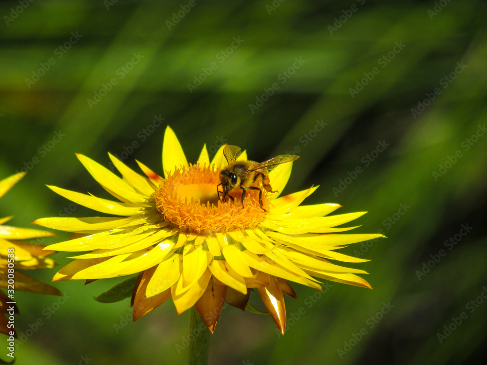 A bee pollinating on yellow flower A bee pollinating on yellow flower