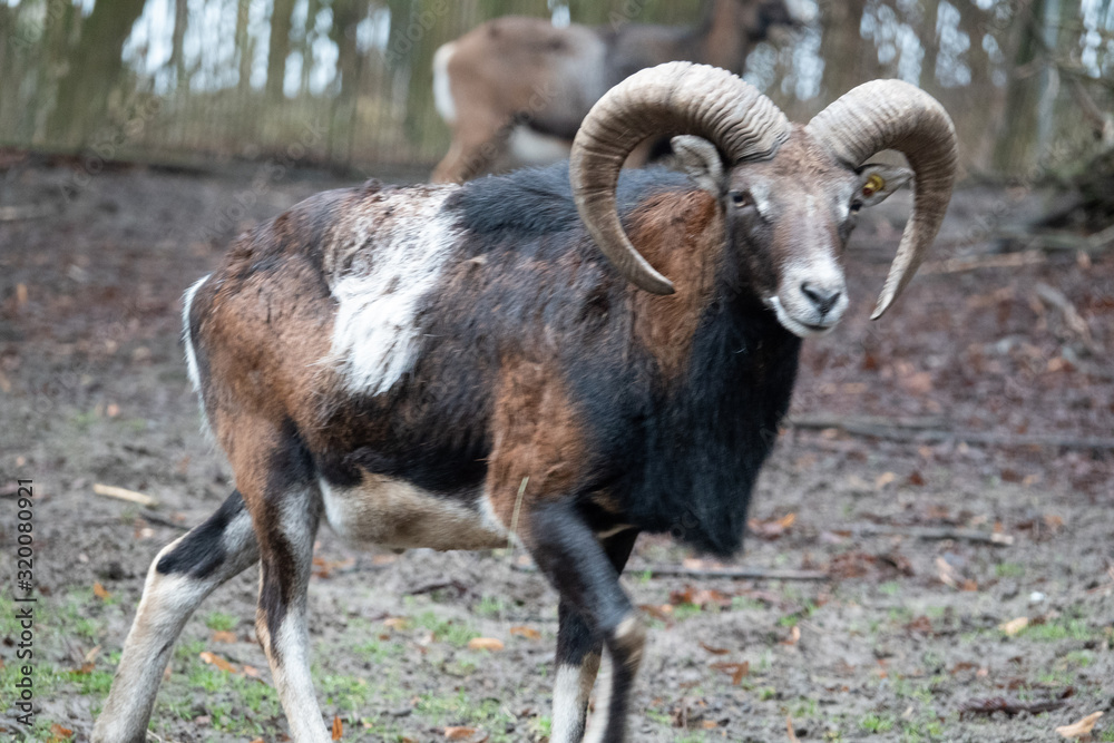 portrait of a mouflon, Ovis orientalis, in a zoo