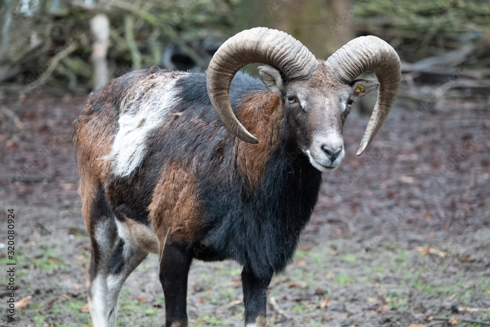 portrait of a mouflon, Ovis orientalis, in a zoo portrait of a mouflon, Ovis orientalis, in a zoo