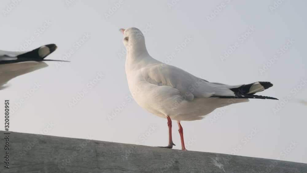 Close up of seagulls stands on a pier in the summer of Thailand. Seagull lifestyle concept in nature Close up of seagulls stands on a pier in the summer of Thailand. Seagull lifestyle concept in nature