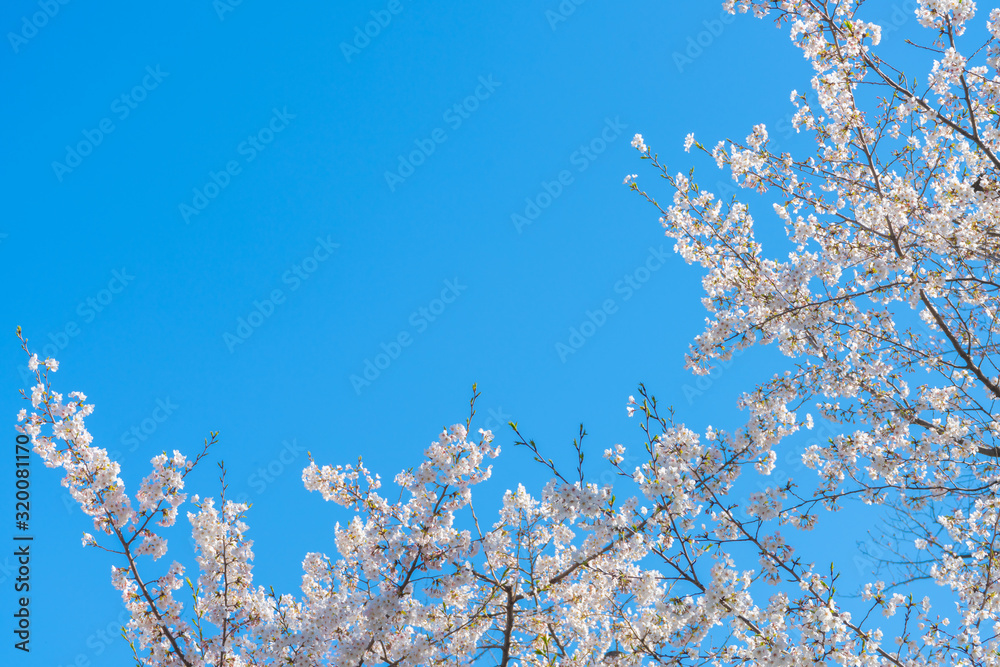 Sakura flower branches on blue sky with copyspace background.