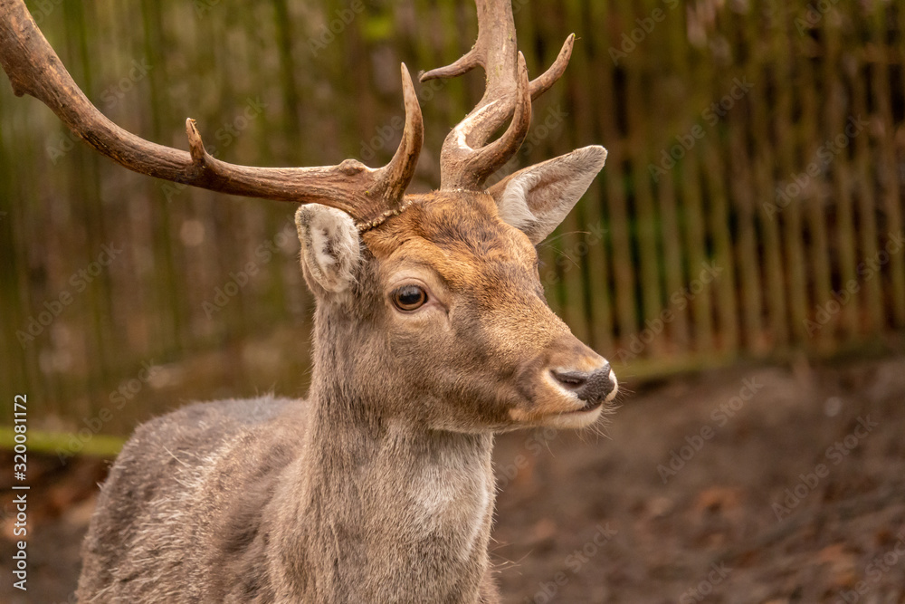  portrait of a deer, dama dama, in a zoo