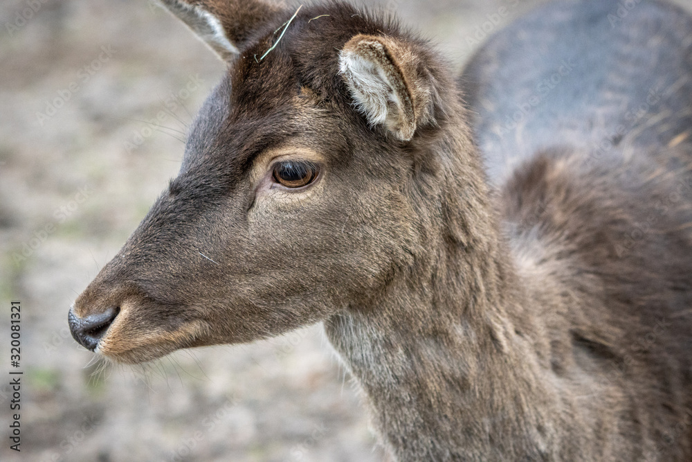  portrait of a deer, dama dama, in a zoo