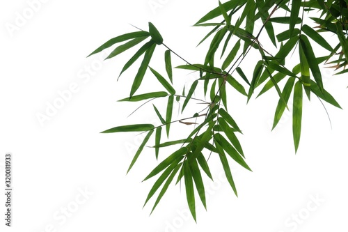 Bamboo leaves with branches on white isolated background for green foliage backdrop  © Oradige59