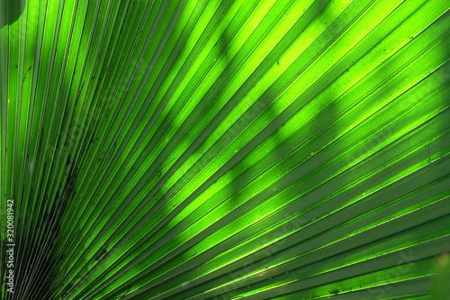 Close up green color skin of a tropical palm leave  with day light for background texture