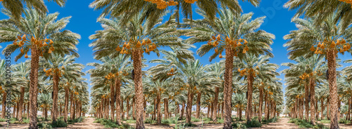 Plantation of ripening date palms, sustainable agriculture industry in arid and desert areas of the Middle East