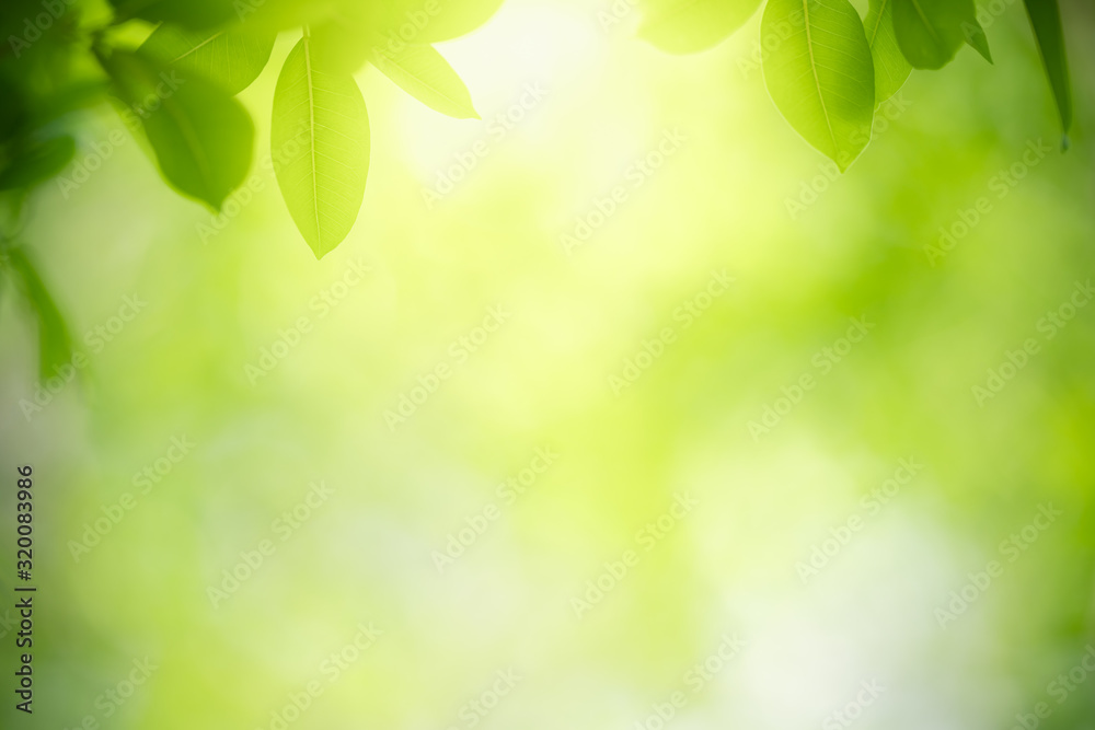 Nature of green leaf in garden at summer. Natural green leaves plants using as spring background cover page greenery environment ecology wallpaper Nature of green leaf in garden at summer. Natural green leaves plants using as spring background cover page greenery environment ecology wallpaper