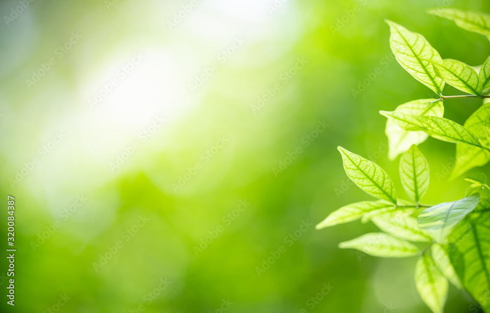 Nature of green leaf in garden at summer. Natural green leaves plants using as spring background cover page greenery environment ecology wallpaper Nature of green leaf in garden at summer. Natural green leaves plants using as spring background cover page greenery environment ecology wallpaper