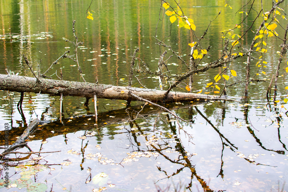 Fallen tree in the water and it's reflection, Lake Iso-Valkee in autumn, Somero, Finland Fallen tree in the water and it's reflection, Lake Iso-Valkee in autumn, Somero, Finland