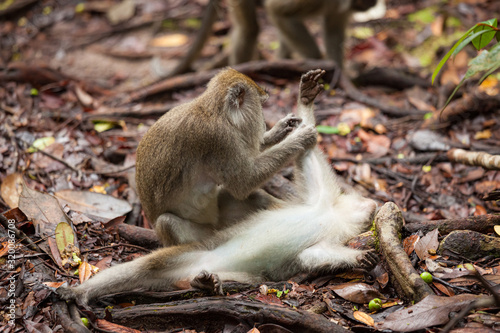 Wild long-tailed macaque in Bako national park forest