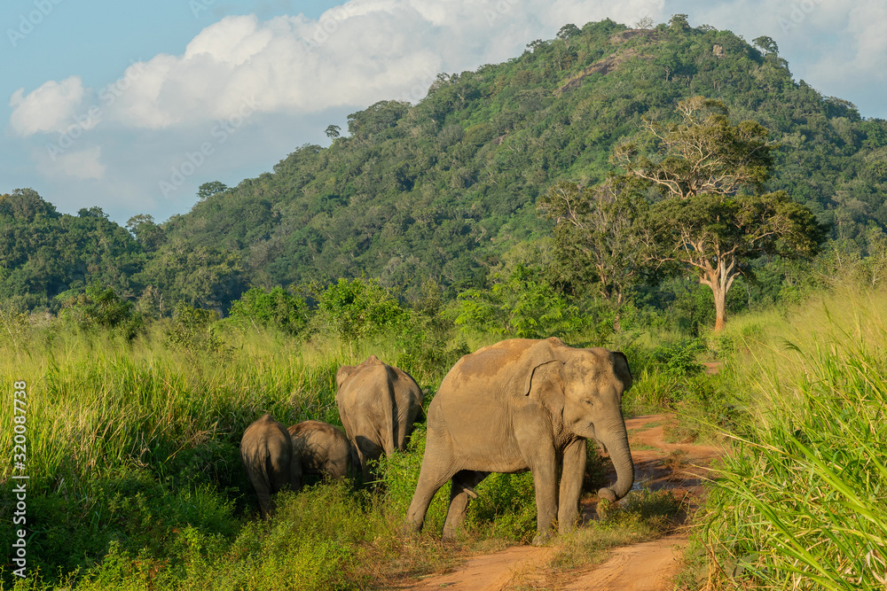 Obraz premium Wild elephant animals in jungle, Sri Lanka national park.