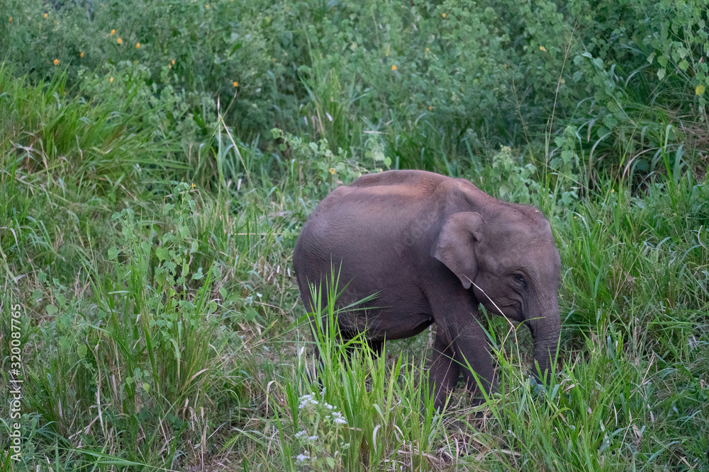 Wild elephant in green jungle landscape, Sri Lanka national park