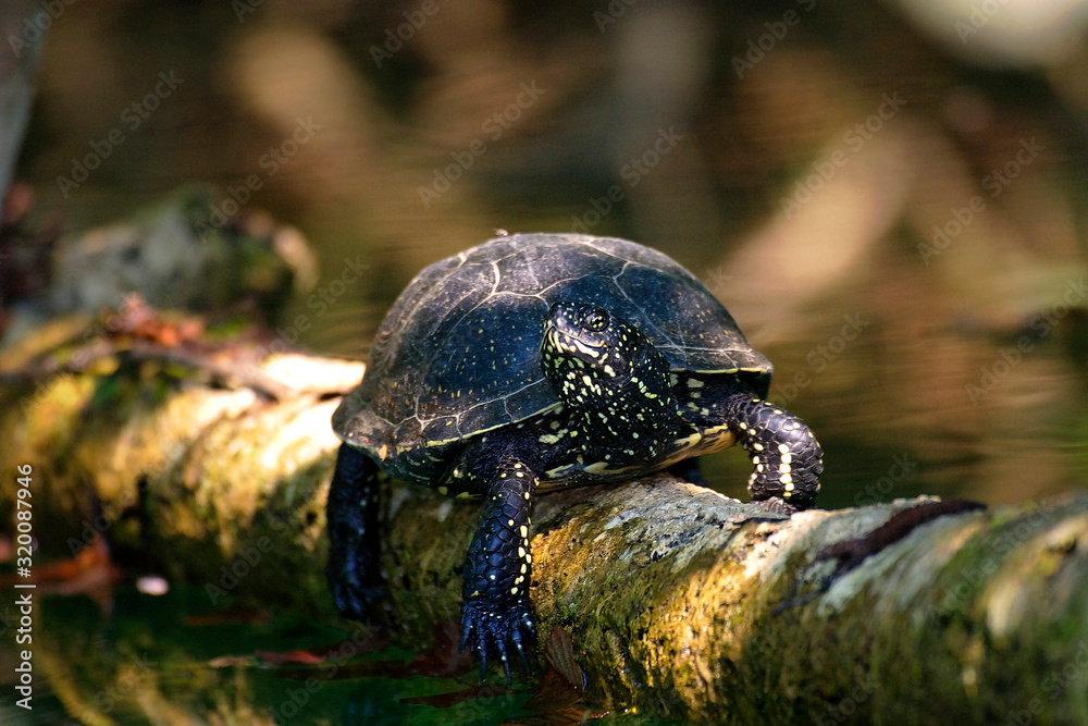 Obraz premium The European pond turtle from Mrežnica River, Croatia