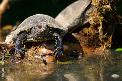 The European pond turtle from Mrežnica River, Croatia