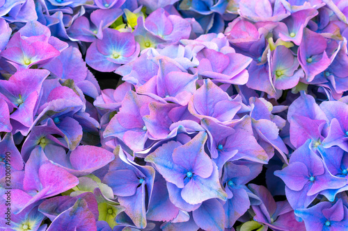 Violet, purple, blue, pink colors blossom and green leaves of Hydrangea, colorful flower. Huge inflorescences of large hydrangea (Latin Hydrangea macrophylla). Beautiful, healing flower hydrangea