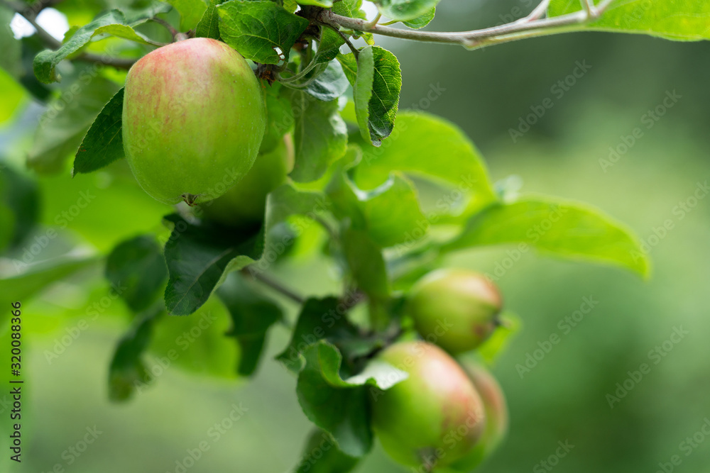Apples on the tree, seasonal fruits