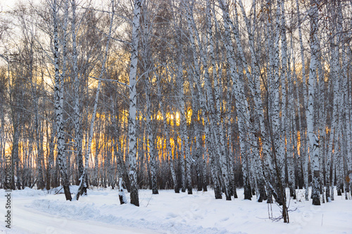 Winter birch forest at sunset