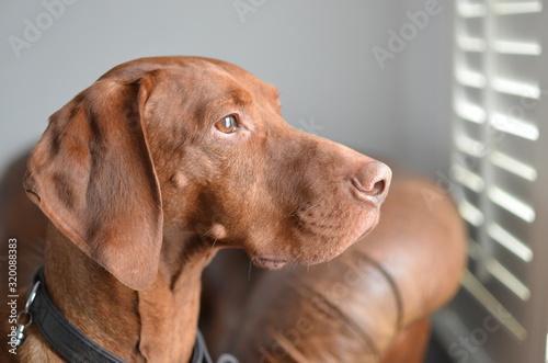 Vizsla Dog 