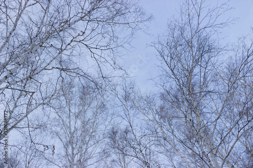 Winter birch branches without leaves on a background of blue sky